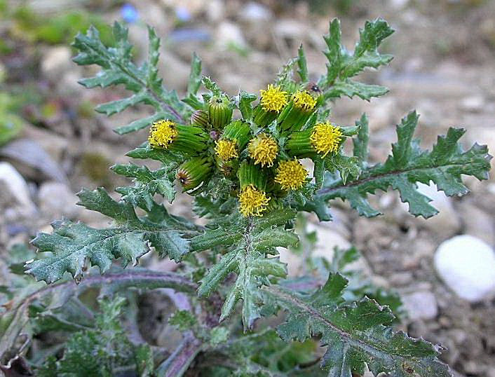 Senecio vulgaris / Senecione comune